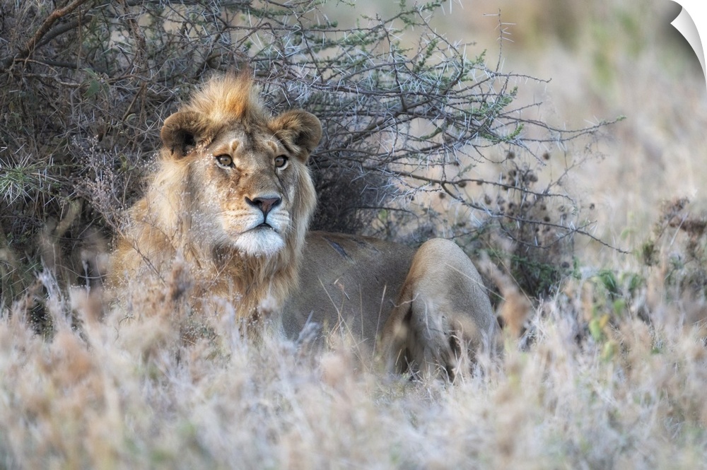 Male Lion In The Serengeti, Tanzania