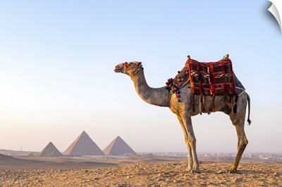Man And His Camel At The Pyramids Of Giza, Giza, Cairo, Egypt