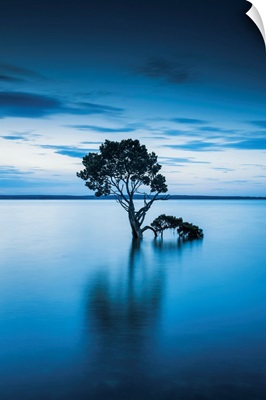 Mangrove Tree, Tenby Point, Victoria, Australia