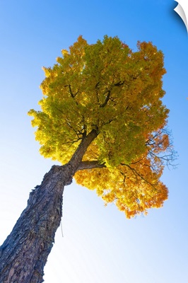 Maple Tree, Peacham, Vermont, USA