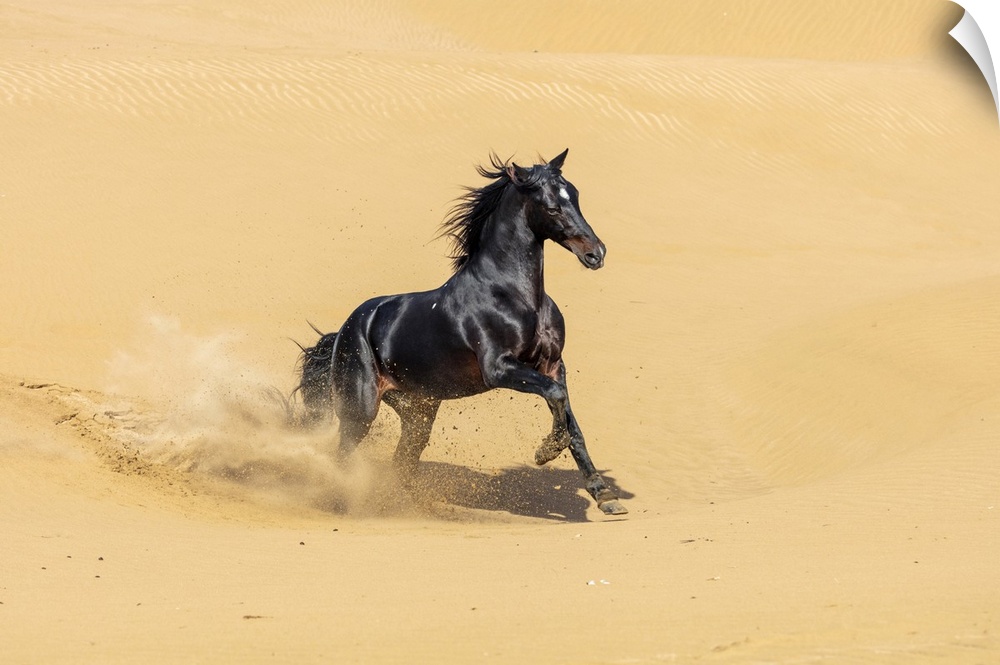 Marrakesh-Safi (Marrakesh-Tensift-El Haouz) region, Essaouira, a black Barb horse runs on sand dunes.