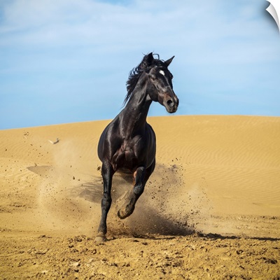 Marrakesh-Safi Region, Essaouira, A Black Barb Horse Runs Over Sand Dunes