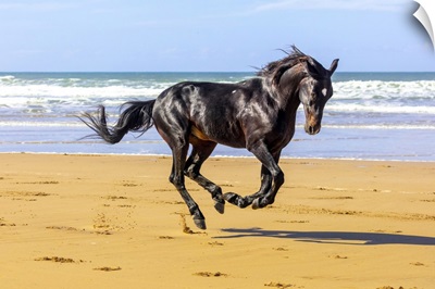 Marrakesh-Safi Region, Essaouira, Black Barb Horse Gallops Along Beach Near Essaouira