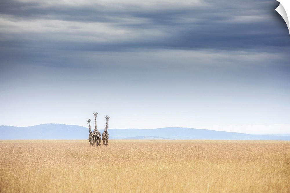 Masai Giraffes in the maasaimara plains.