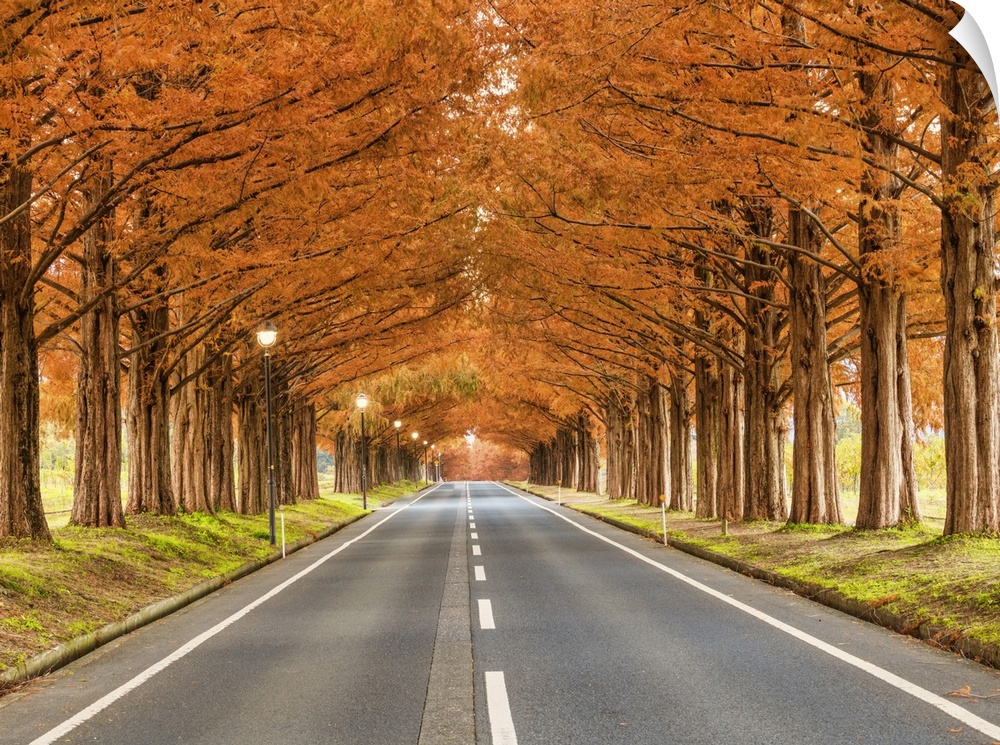 Metasequoia Tree Avenue In Autumn, Takashima City, Shiga Prefecture, Japan