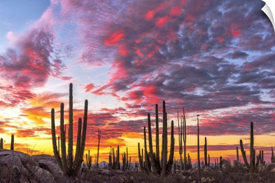 Mexico, Baja California, Cactus forest near Catavinia