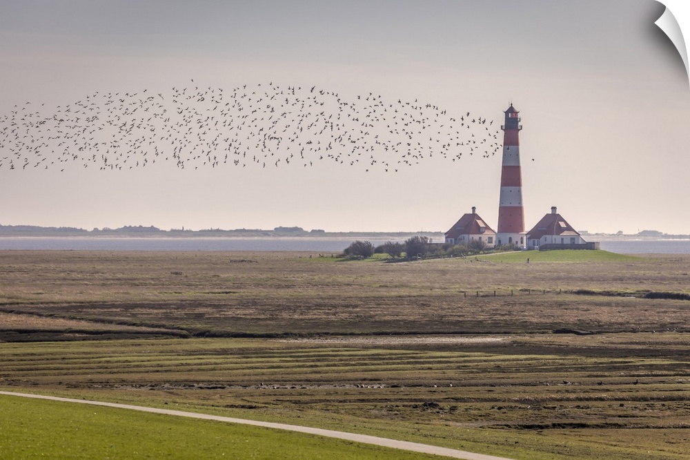 Migratory birds at the Westerheversand lighthouse, North Friesland, Schleswig-Holstein.
