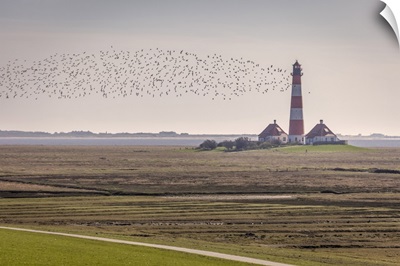 Migratory Birds At The Westerheversand Lighthouse, North Friesland, Schleswig-Holstein