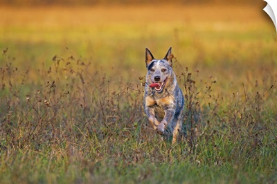 Milano Province, Lombardy, Italy, Europe, An Australian Cattle Dog Is Running Free