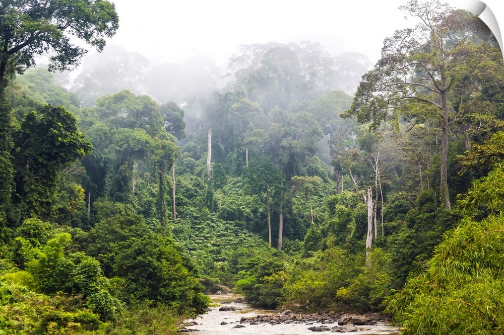 Mist and river through tropical rainforest, Sabah, Borneo, Malaysia.