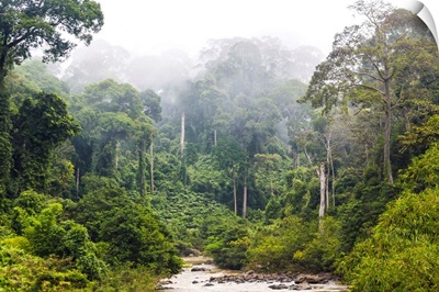 Mist and river through tropical rainforest, Sabah, Borneo, Malaysia