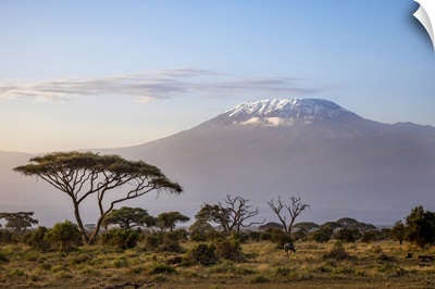 Mount Kilimanjaro, Amboseli National Park, Kenya