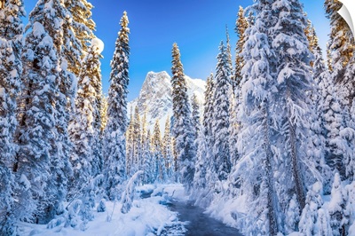 Mt. Burgess And Snow-Covered Pine Trees, Yoho National Park, British Columbia, Canada