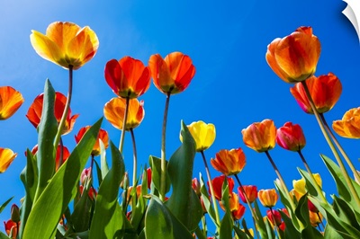 Multicolored tulips flower against a blue sky, near the village of Zipje, Netherlands