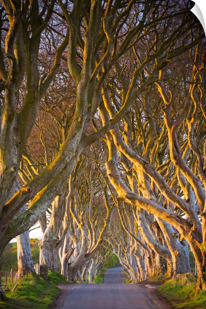 United Kingdom, Northern Ireland, County Antrim, Stranocum. The Dark Hedges are a magnificent avenue of Birch trees plante...