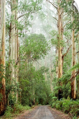 Oceania, Australia, Victoria, Great Otway National Park, Eucalyptus Forest
