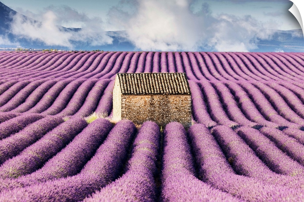 France, Provence Alps Cote d'Azur, Haute Provence, old stone barn surrounded by rows of lavender on Valensole plateau