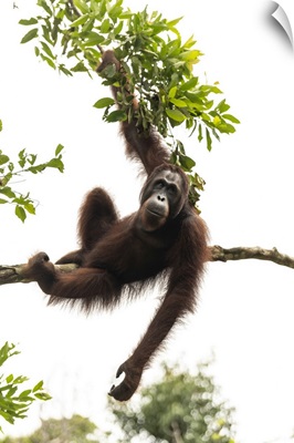 Orangutan At Semenggoh Wildlife Rehabilitation Center, Sarawak, Borneo, Malaysia, Asia