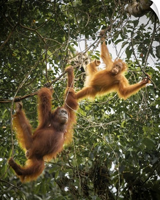 Orangutans At Semenggoh Wildlife Rehabilitation Center, Sarawak, Borneo, Malaysia, Asia