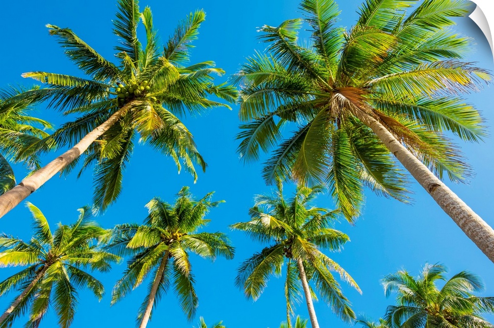Palm trees and blue sky, Nacpan Beach, El Nido, Palawan, Philippines.