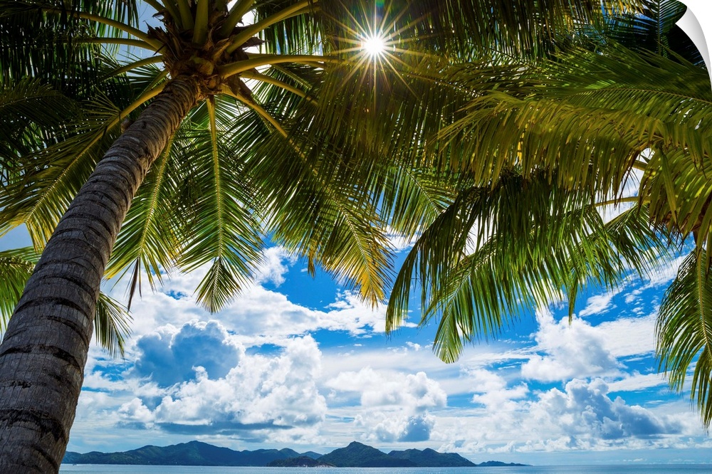 Palm trees and tropical beach, La Digue, Seychelles.