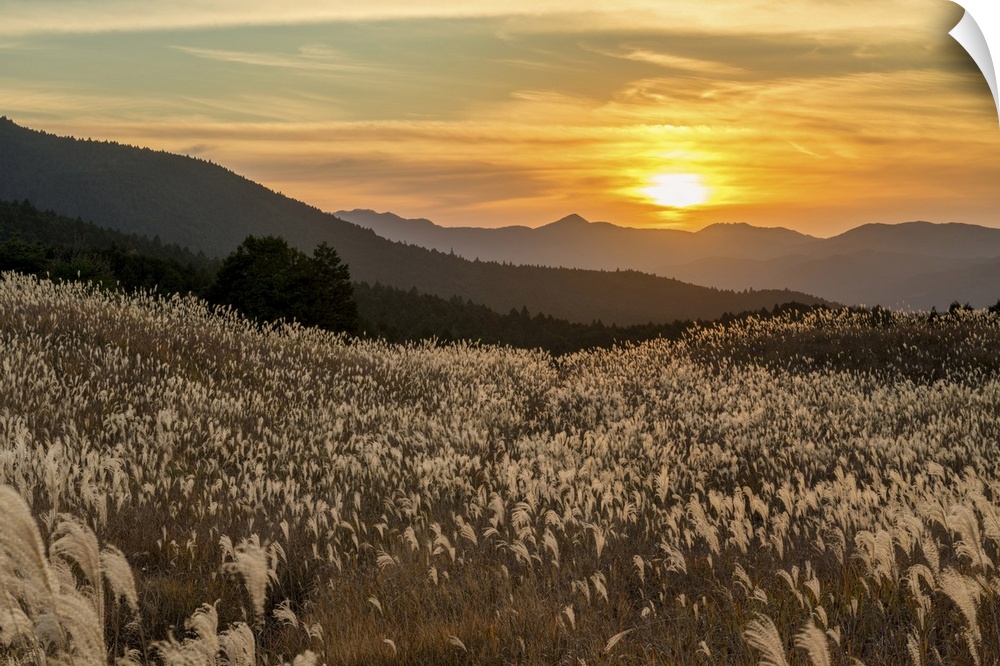 Pampas Grasses At Sunset, Soni Highlands, East Nara Prefecture, Japan