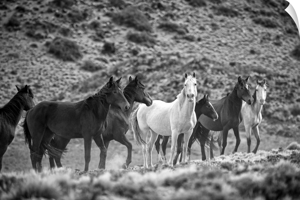 South America, Patagonia, Argentina, Santa Cruz, wild horses near Cueva de los Manos.