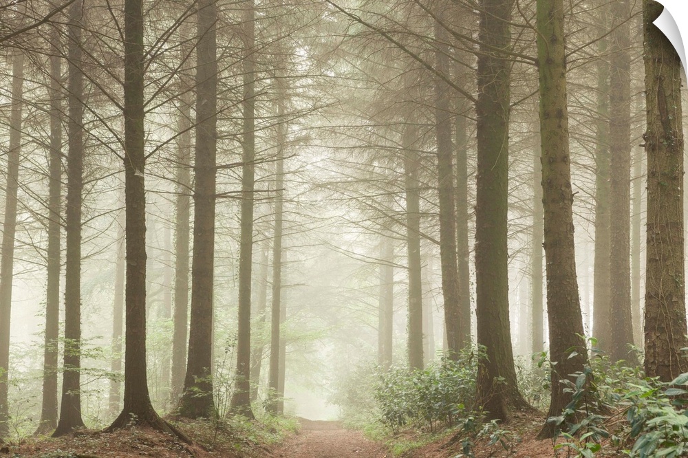 Path leading through a misty coniferous woodland, Devon, England.