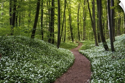 Path Through Beech Forest With Blooming Wild Garlic, Hainich National Park, Germany