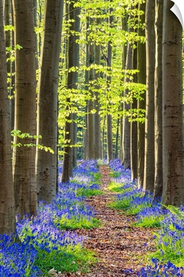 Path Through Bluebell Flowers And Beech Forest, Hallerbos Forest, Belgium