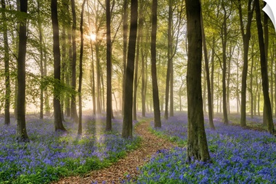 Path Through Bluebell (Hyacinthoides Non-Scripta) Wood In Mist, Hertfordshire, England
