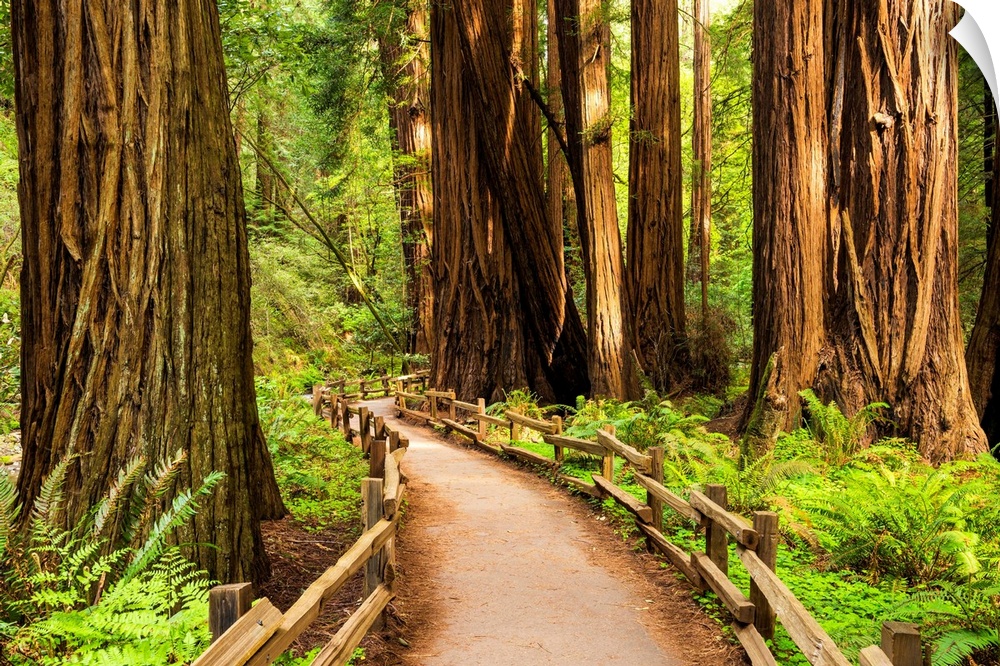 Path Through Giant Redwoods, Muir Woods National Monument, California, Usa