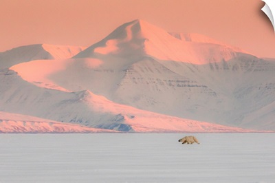 Polar Bear In Billefjorden, Western Spitsbergen, Svalbard