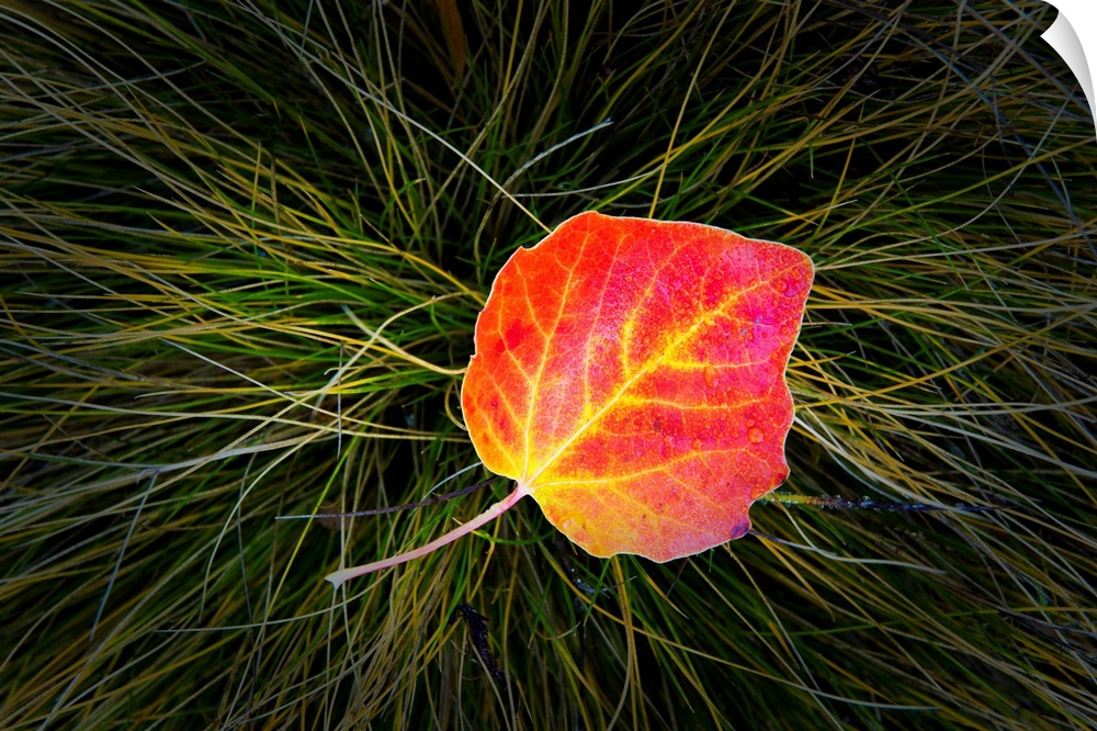 Poplar Leaf In Autumn, New Zealand