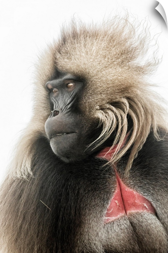 Portrait Of Gelada Baboon In Simien Mountains National Park, Northern Ethiopia.