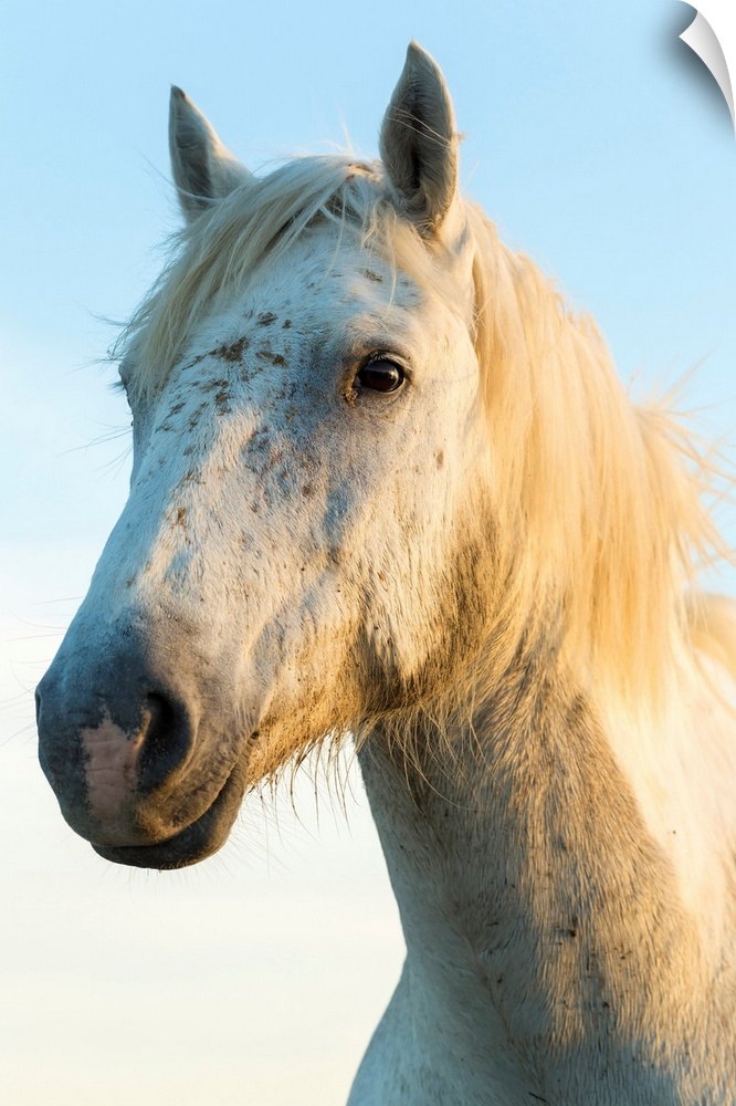 Portrait of white horses head, The Camargue, France.
