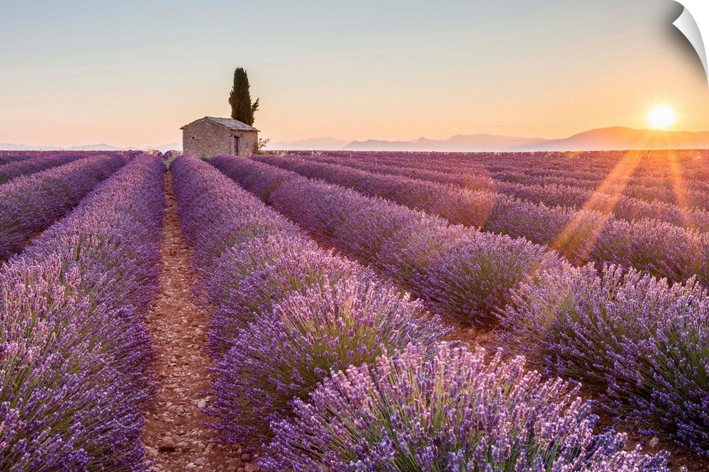 Provence, Valensole Plateau, France, Europe. Lonely farmhouse and cypress tree in a Lavender field in bloom, sunrise with ...