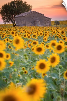 Provence, Valensole Plateau, France,. Lonely farmhouse in a field full of sunflowers