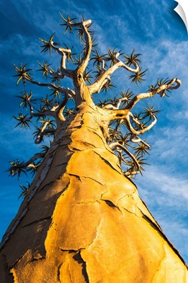 Quiver Tree (Aloe Dichotoma), Keetmanshoop, Namibia, Africa.
