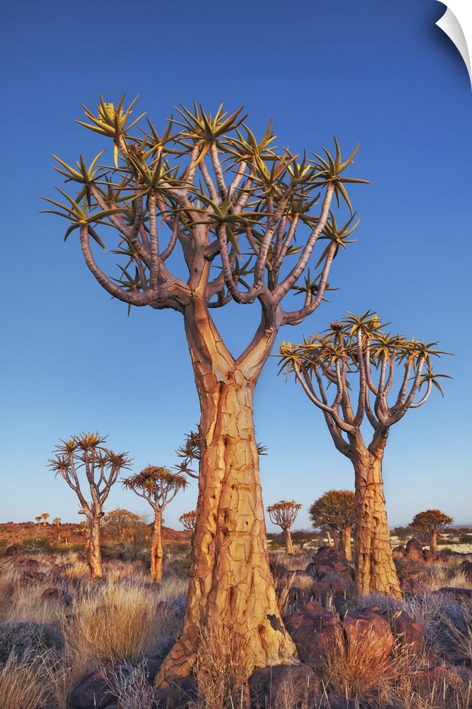 Quiver tree (Kokerboom). Namibia, Karas, Keetmanshoop, Quivertree Forest. Namib. Africa, Namibia.