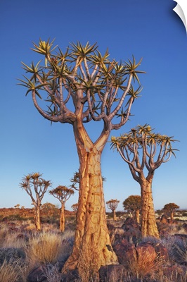 Quiver Tree (Kokerboom), Namibia, Karas, Keetmanshoop, Quivertree Forest, Namib