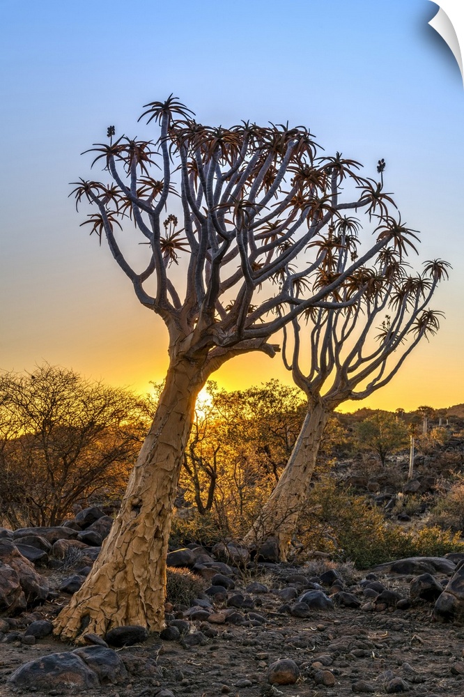 Quiver Tree or Aloidendron dichotomum, Quiver Tree Forest, Keetmanshoop, Karas, Namibia.