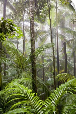 Rainforest, Eungella National Park, Australia