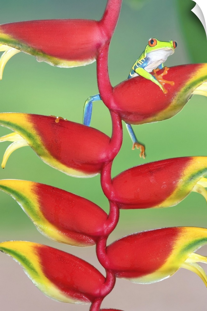 Red-eyed Tree Frog (Agalychins callydrias) on a Heliconia (Heliconoa stricta) flower, Costa Rica