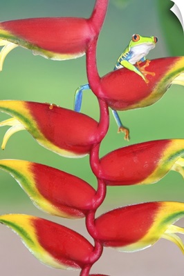 Red-eyed Tree Frog on a Heliconia  flower, Costa Rica