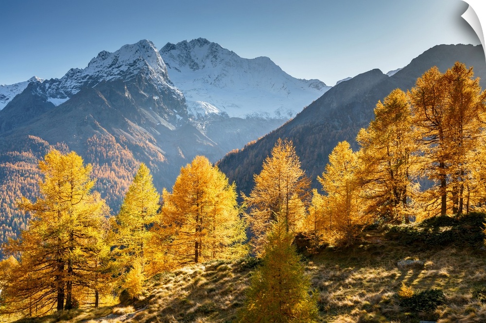 Red larches with snowy Mount Disgrazia in the background,  Malenco Valley,  Valtellina, Sondrio, Lombardy, Italy