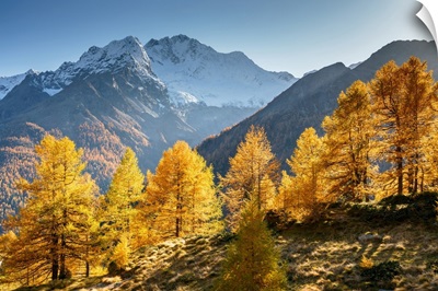 Red Larches And Mount Disgrazia, Malenco Valley, Valtellina, Sondrio, Lombardy, Italy