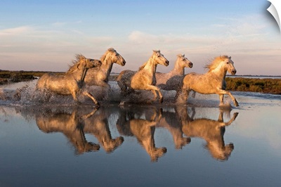 Reflection of white horses of the Camargue running through a shallow lake