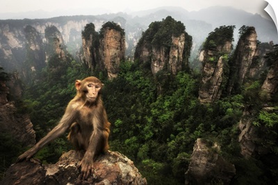 Rhesus Macaque Over The Cliffs Of Yellow Stone Village, Hunan, China