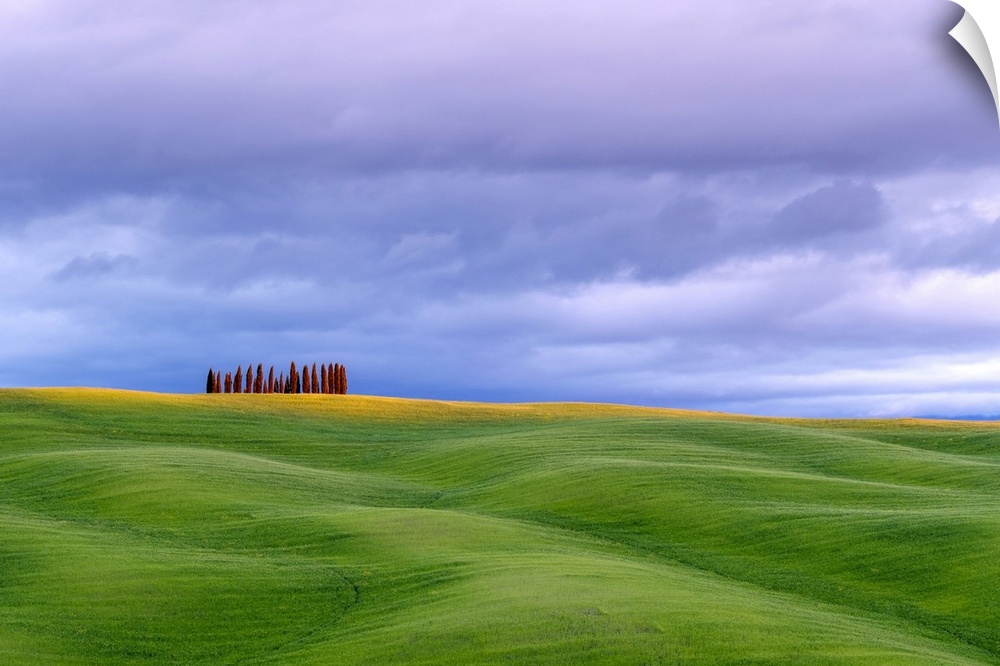 Tuscan landscape, rolling hills with wheat fields and cypress trees, San Quirico d'Orcia, Val d'Orcia, Tuscany, Italy, Europe